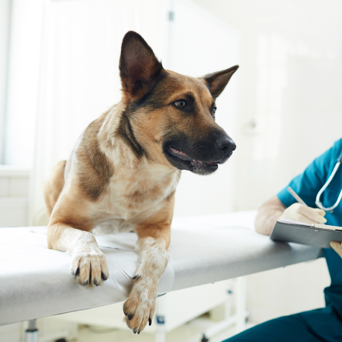 Lazy 3 Animal Care - pet radiology