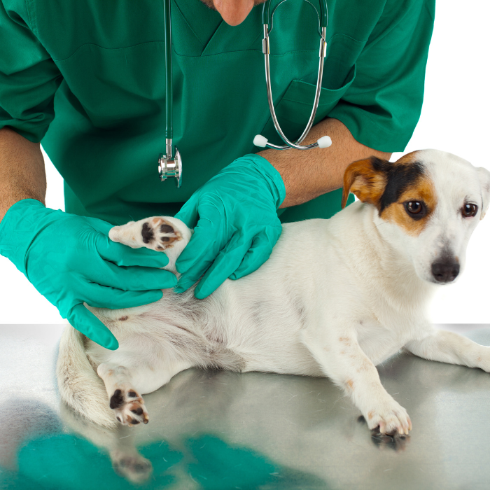 Lazy 3 Animal Care - pet radiology